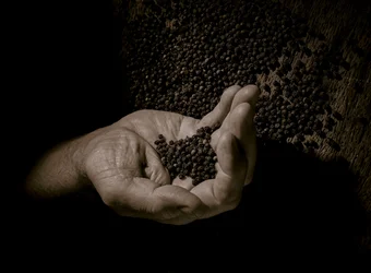 Jak správně využít pepř v kuchyni?